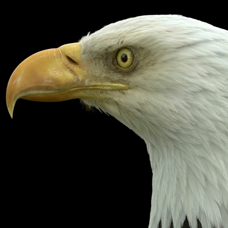 Houdini FX – Image 5